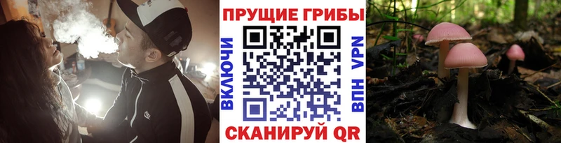 Псилоцибиновые грибы мицелий  Козьмодемьянск 